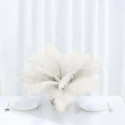 12 Pack Ivory Natural Plume Real Ostrich Feathers, DIY Centerpiece Fillers 13"-15"