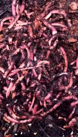 500 Red Composting Worm Mix. - Uncle Jim's Worm Farm