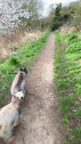 Zooomy Hyaluronic Acid Joint Support for Dogs - Customer Photo From Anonymous