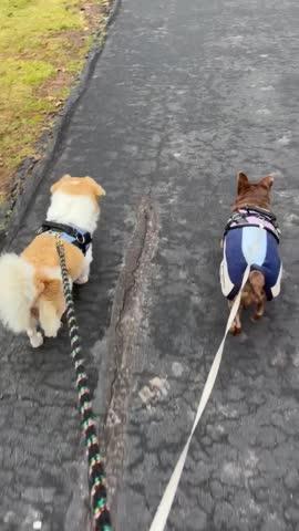 Denim Harness for Dogs - Customer Photo From Kay Weisberger