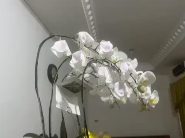 Classic White Orchid Majesty in Vase - Customer Photo From j.argananto@outlook.com Argananto