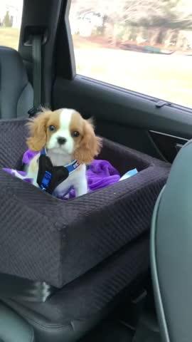 Animals Matter L.A. Dog Company Rider Turbo Dog Car Seat for Dogs & Puppies Black / Limo | Premium Pet Supplies for Dogs & Puppies