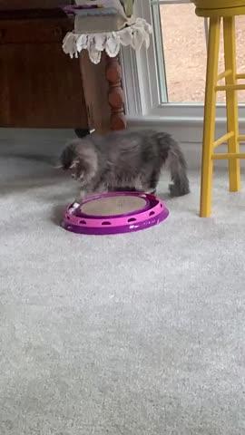 FELIWAY® Multicat Refill - Customer Photo From Anonymous
