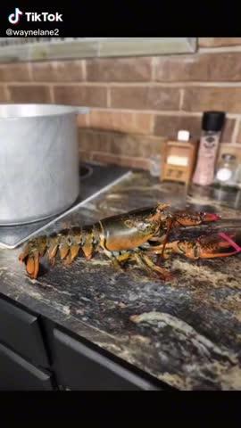 Live Maine Lobsters - Customer Photo From Wayne Lane