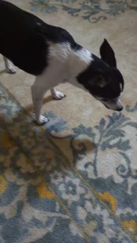 Resp-Aid™ for dogs - Customer Photo From Barry Kosoris