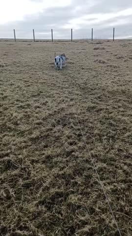 Zooomy Hyaluronic Acid Joint Support for Dogs - Customer Photo From Anonymous