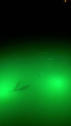 Green Blob Underwater Fishing Light for Docks 7500 Lumen, 110 volts with 30ft Cord - Customer Photo From john ewen