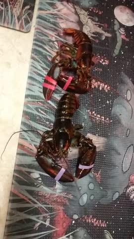 Maine Lobster Week Special! Fresh Maine Lobsters 4 Pack (.85-1.2 lb) - Customer Photo From Cindy Gardner