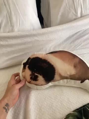Custom Guinea Pig Pillow - Customer Photo From Kerri Sohn