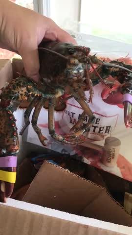 Buy 4 Live Maine Lobsters (1.1 - 1.2 lb), Get 2 Free - Customer Photo From Angie Morante