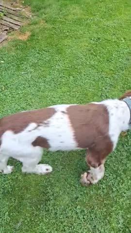 Zooomy Hyaluronic Acid Joint Support for Dogs - Customer Photo From Julie Storer