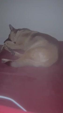 Big Barker Orthopedic Dog Bed - Customer Photo From Jiovanni Castellanos