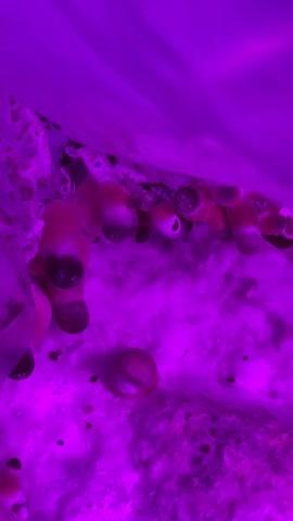 Pink Buffalo Spores Syringe - 10ml - Customer Photo From Sky