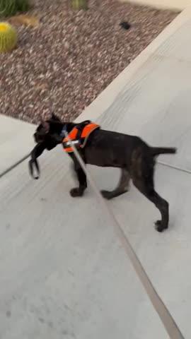 Why Ray Allen Dog Tug Toys Are Vital To K9 Bite Training - Ray