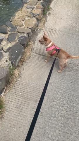 Comfort X Harness Dual Snap - Customer Photo From Sammy Alicea