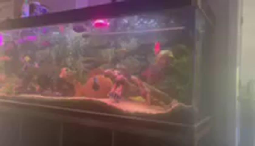 Aqua Dream 135 Gallon Tempered Glass Aquarium Black With Gold - Customer Photo From Susan Lozon