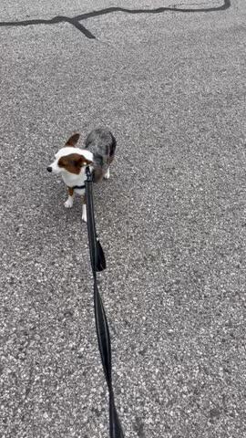 Escape Free® Easy Fit Harness - Customer Photo From Michelle Mashek