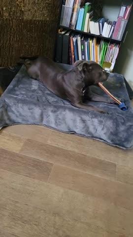 Bully Stick - Customer Photo From Ana C Cruz