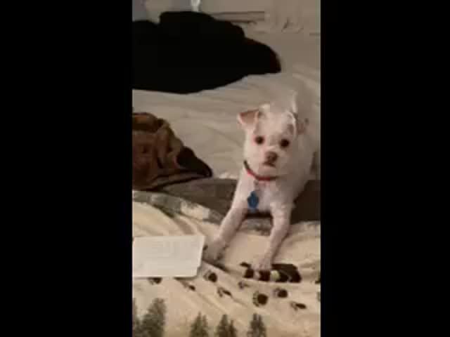Gracie