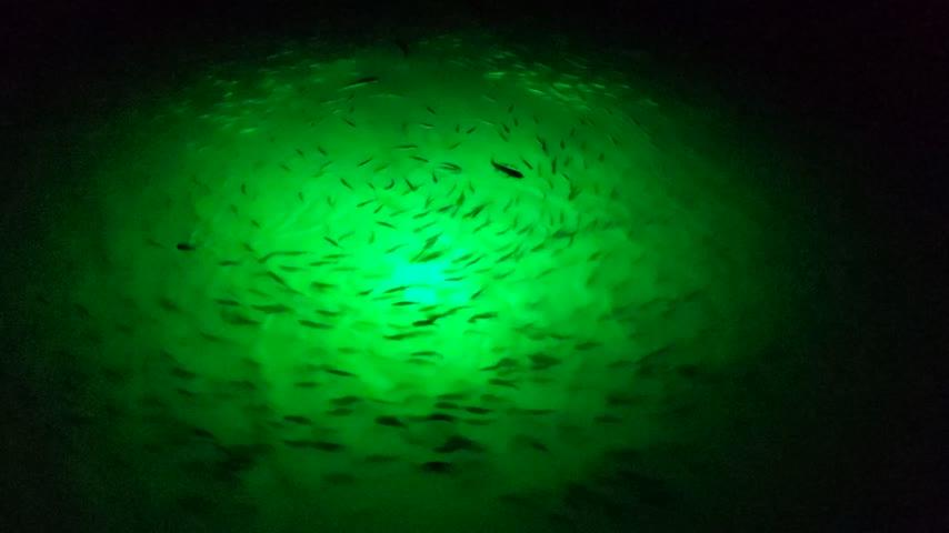 Green Blob Outdoors Jumbo BLOB 30000 Lumen 600 LED Underwater Fishing Light 110 Volt AC with 3 Prong Plug Includes Electronic Timer Night for Fresh & Saltwater with 30ft Power Cord - Customer Photo From Patrick Johnson