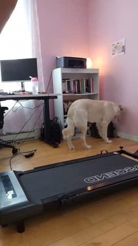 Ascend X1 | Compact 2 in 1 Treadmill - Customer Photo From Rosalie Demers