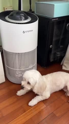 Sterra Paws™ True HEPA-14 Pet Air Purifier - Customer Photo From Bernard N