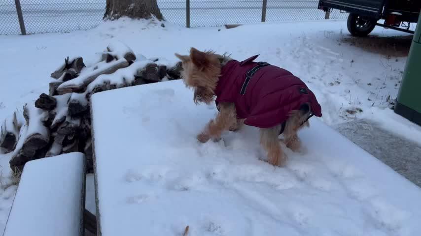 Alpine Extreme Weather Puffer Coat for Dogs - Customer Photo From Anonymous