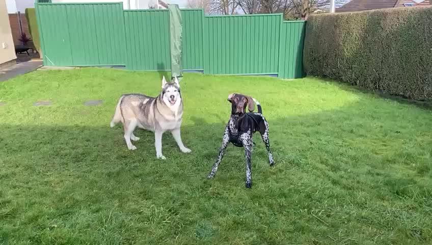 Zooomy Hyaluronic Acid Joint Support for Dogs - Customer Photo From Mrs Danielle M Bigwood