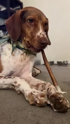 Variety Bulk Straight Bully Sticks for Dogs (Sold by Weight) - Customer Photo From Leah Maneely