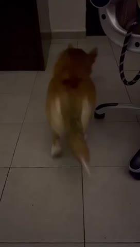 Juguete Interactivo para perro Gyro Kong – Croquetero