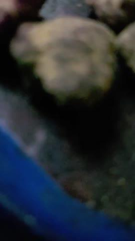 Moon Rocks - Bubblegum Burst - 28 grams - Customer Photo From Dwayne Smith