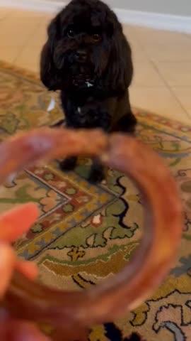 Pawstruck Bully Stick Rings (4") - Customer Photo From crissy r.