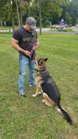 Schutzhund obedience training in sales drive