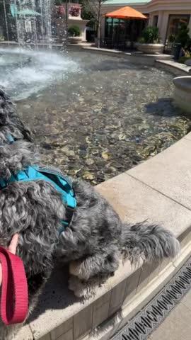 Dog Harness