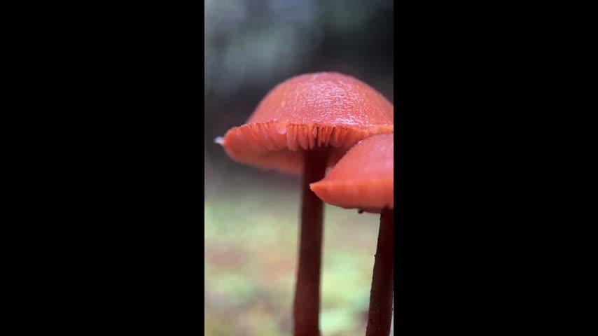 Macro Lens Edition - iPhone 14 Pro - Customer Photo From DAVID NELSON