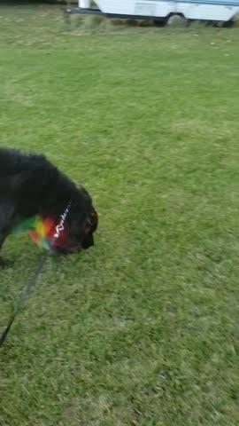 Opawz Dog Hair Dye (Permanent) - Customer Photo From Stacie Karnik