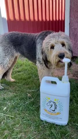Camelina Oil for Equine - 3.78L Jug - Customer Photo From Natascha Birovljev