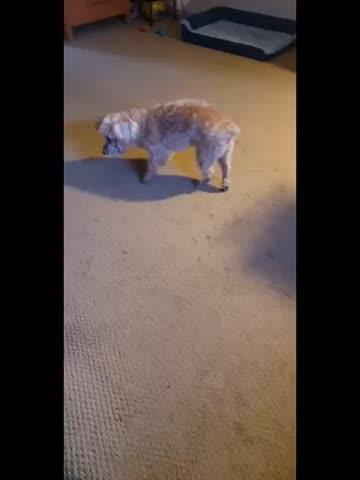 Collapsed Trachea Super Support - Customer Photo From Cathya Suckle