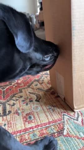 Big Barker Orthopedic Dog Bed - Customer Photo From Sarah Stachler