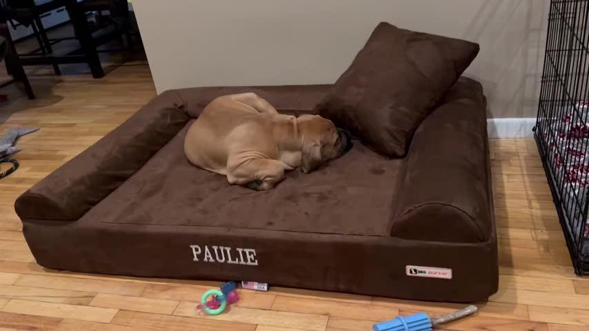 Big Barker Orthopedic Dog Bed - Customer Photo From Salvatore Savoca
