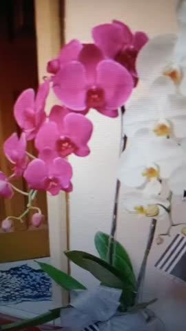 Classic Mixed Orchid Majesty in Vase - Customer Photo From Bunga Sirait