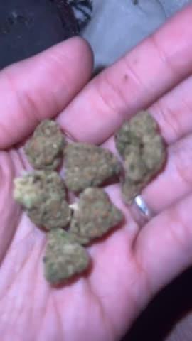 Welcome Sampler Pack - Exotic Flower - Customer Photo From Anonymous