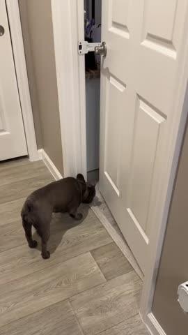 Door Buddy® Cat Door Prop - Customer Photo From Cassie Amundson