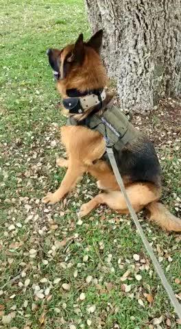 Covert Pinch Collar Dog Obedience Training Ray Allen Manufacturing