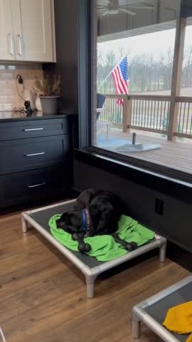 Kuranda Dog Beds®  Elevated, Chew Proof, Easy to Clean