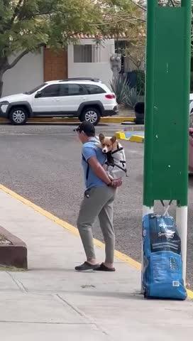 Mochila Negra Ultra Ligera en 4 Medidas para Transportar a tu Perro - Sierra Dog Pack - Customer Photo From Jorge H.