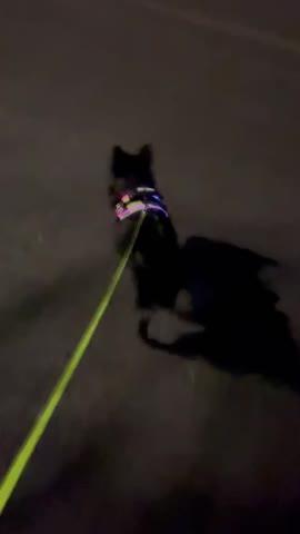 NEW! - LED Light Up Dog Harness 2.0 - Customer Photo From Tammy Hullum
