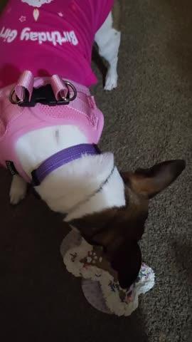 Birthday Girl Dog Shirt - Customer Photo From Victoria Spatz