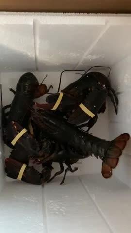 Buy 5 Fresh Maine Lobsters (Culls), Get 5 FREE - Customer Photo From Timothy Gesler