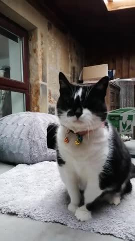 Super Sunday 2lb Lamb Liver - Customer Photo From John Crowe